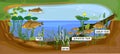 Ecosystem of pond and fish life cycle. Sequence of stages of development of Crucian carp Carassius freshwater fish